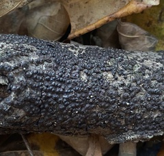 Rosellinia