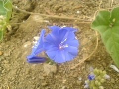 Jacquemontia corymbulosa