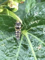 Simosyrphus grandicornis