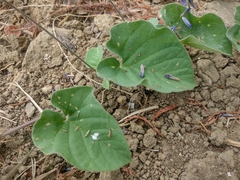 Jacquemontia corymbulosa