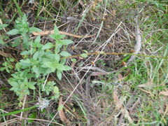 Alonsoa meridionalis
