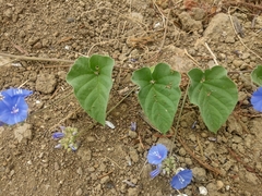 Jacquemontia corymbulosa