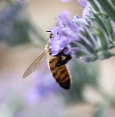 Apis mellifera