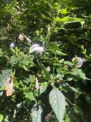 Strobilanthes flexicaulis