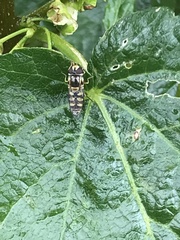 Simosyrphus grandicornis