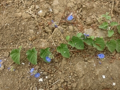 Jacquemontia corymbulosa