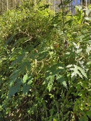 Girardinia diversifolia