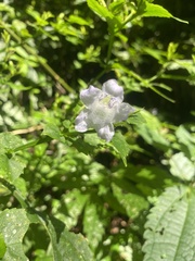 Strobilanthes flexicaulis