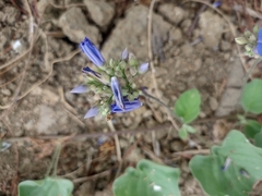 Jacquemontia corymbulosa