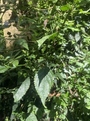 Strobilanthes flexicaulis