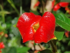Palicourea tomentosa