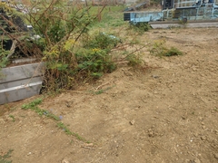 Jacquemontia corymbulosa