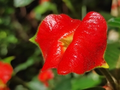 Palicourea tomentosa