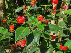 Palicourea tomentosa