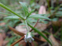 Arenaria