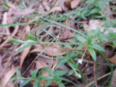 Arenaria