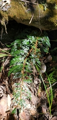 Polystichum squarrosum