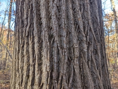 Liriodendron tulipifera