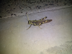 Schistocerca albolineata