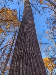 Liriodendron tulipifera