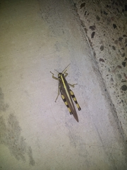 Schistocerca albolineata