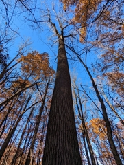 Liriodendron tulipifera