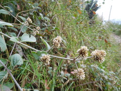 Alternanthera porrigens