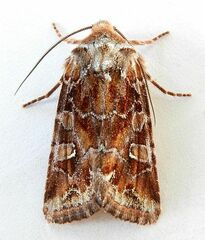 Lacinipolia lepidula