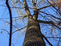 Liriodendron tulipifera