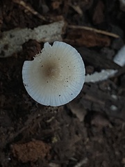 Mycena