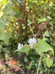 Persicaria biconvexa