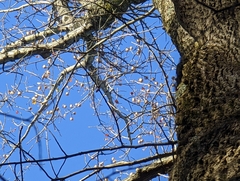 Liriodendron tulipifera
