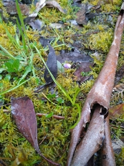 Viola sieberiana