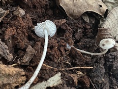 Mycena