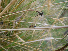 Oncopeltus orourkeae