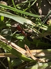 Odontomachus desertorum