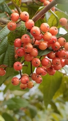 Viburnum luzonicum