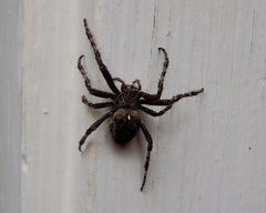 Araneus saevus