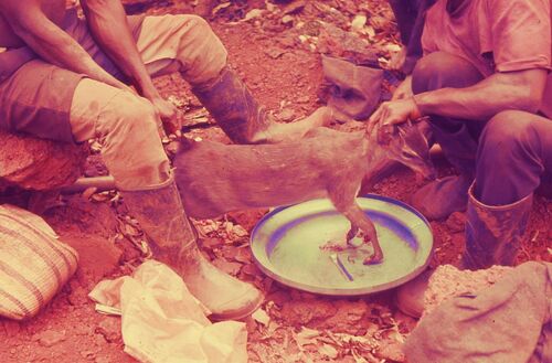 Maxwell's Duiker