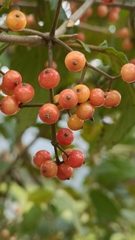 Viburnum luzonicum
