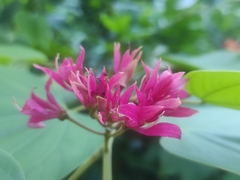 Bauhinia rubeleruziana