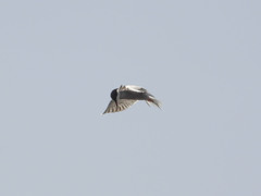 Sterna hirundo