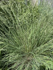 Poa labillardierei