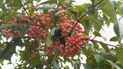Viburnum luzonicum