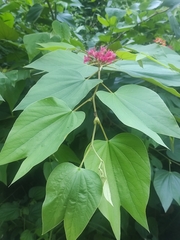 Bauhinia rubeleruziana