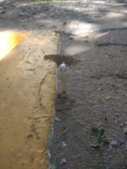Podaxis