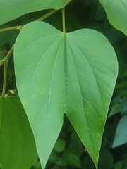 Bauhinia rubeleruziana