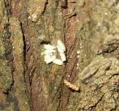 Microgastrinae