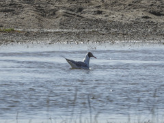 Chroicocephalus brunnicephalus