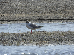 Chroicocephalus brunnicephalus